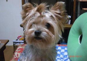 犬の写真１