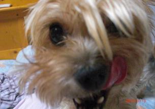 犬の写真１