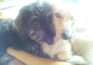 犬の写真１