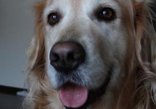犬の写真１