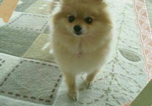 犬の写真１