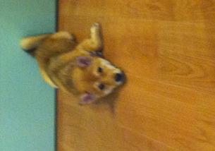 犬の写真１