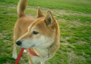 犬の写真１
