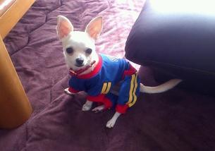 犬の写真１