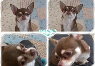 犬の写真１