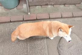 バクフォト