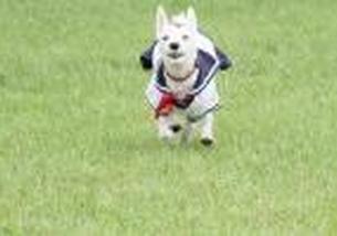 犬の写真１