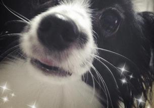 犬の写真１