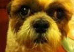 犬の写真１