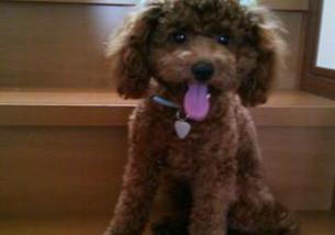 犬の写真１