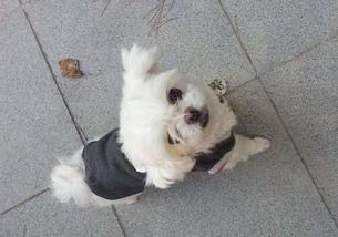 犬の写真１