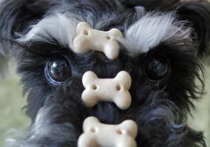 犬の写真１