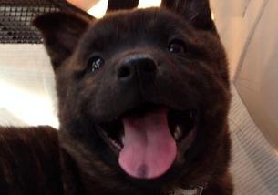 犬の写真１