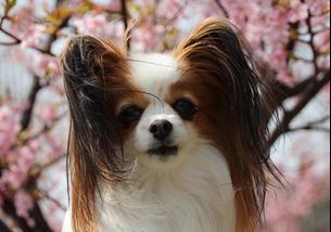 犬の写真１