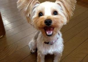 犬の写真１