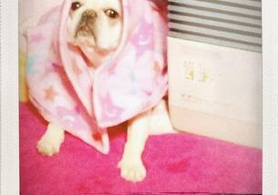 犬の写真１