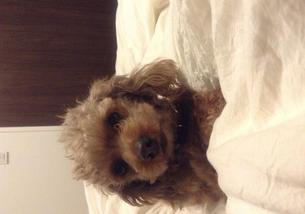 犬の写真１