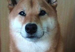犬の写真１