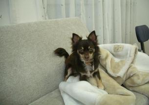 犬の写真１
