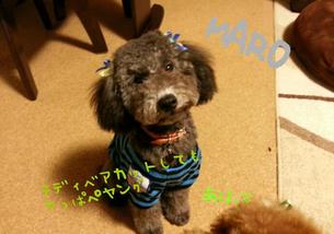 犬の写真１