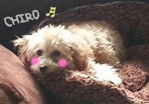 犬の写真１