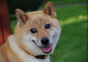 犬の写真１