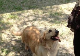 犬の写真１