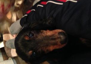 犬の写真１