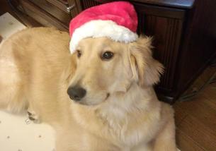 犬の写真１