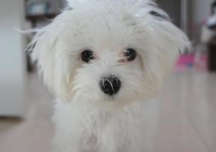 犬の写真１