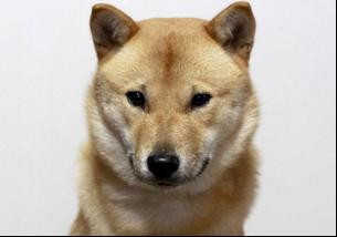 犬の写真１
