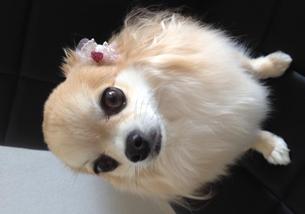 犬の写真１
