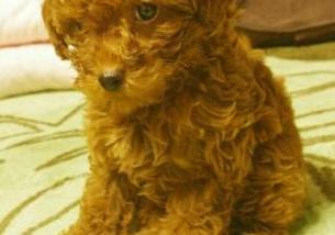 犬の写真１