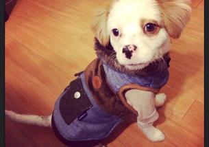 犬の写真１