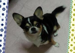 犬の写真１