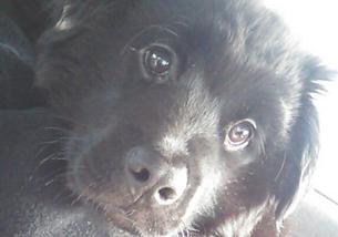 犬の写真１
