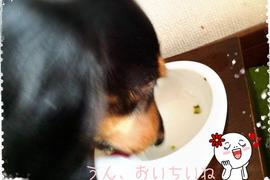 バクフォト