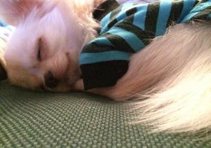 犬の写真１
