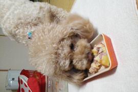 ヨーグルトとイチゴが大好物なので、瞬殺
でした。よい誕生日プレゼントになりまし