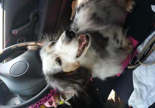 犬の写真１