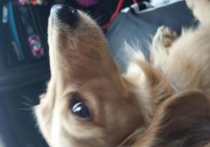 犬の写真１
