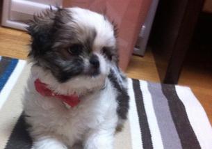 犬の写真１