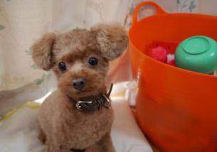 犬の写真１