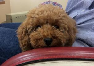 犬の写真１
