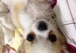 犬の写真１