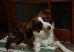 犬の写真１