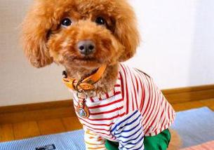 犬の写真１