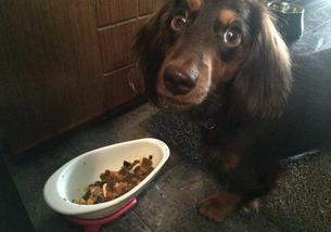 犬の写真１