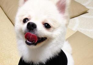犬の写真１