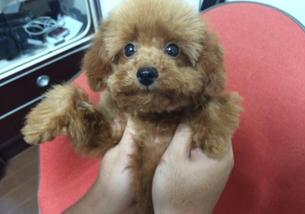 犬の写真１